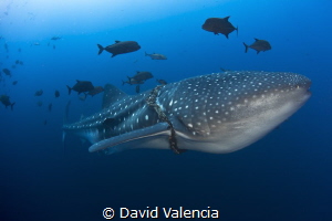 This Whale Shark circles as we observe its entangled in a... by David Valencia 
